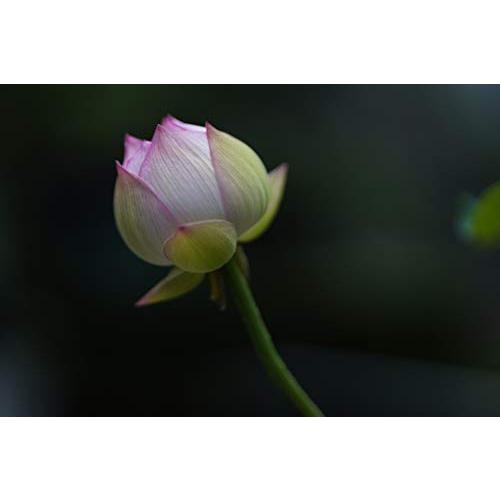 大人気 SIGMA 85mm F1.4 DGDN Art Eマウント用 【VQL3284193744】(118800円)