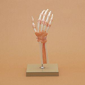 手関節機能模型(SR-308) ドイツ・ソムソ社製 : 10007803 : SHOWA 年中  