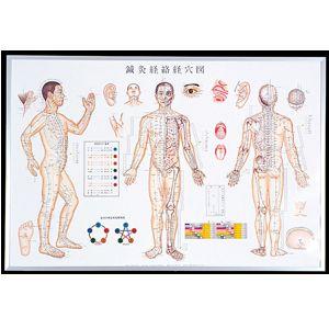 2026年1月】鍼灸経絡経穴図のおすすめ人気ランキング - Yahoo!ショッピング
