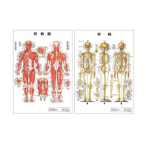 【医道の日本社】人体解剖図『骨格筋』『骨格』パネル 2枚セット 医道の日本社 人体解剖学チャート骨格筋 ポスター 2枚セット(骨格筋