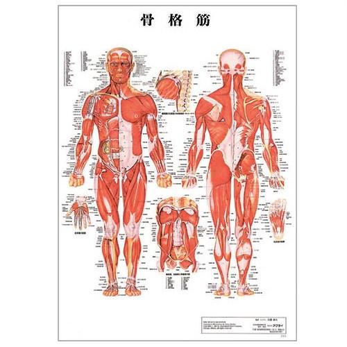 医道の日本社 人体解剖学チャート骨格筋 ポスター 3枚セット(骨格筋・骨格・神経図) パネルなし+レビューで選べるおまけ付｜showa69｜02