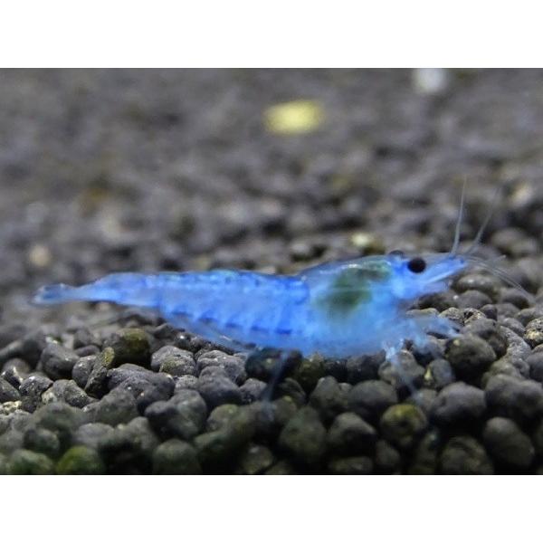 チェリーシュリンプ ブルージェリー 最大 オフ １０匹 ２匹 死着補償サービス