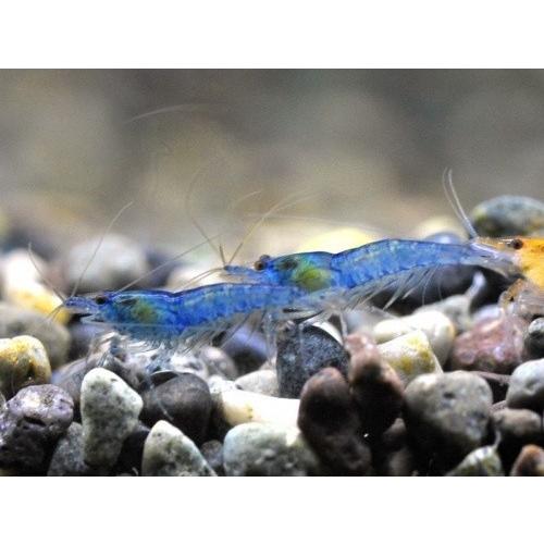 チェリーシュリンプ　おまかせ５０匹セット　死着補償サービス＋５匹｜shrimpariel｜04