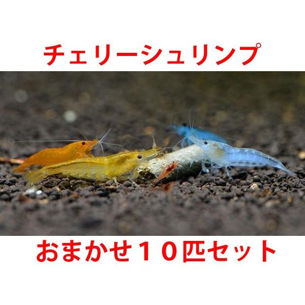 チェリーシュリンプ おまかせ１０匹セット 死着補償サービス ２匹 Sonicacts Com