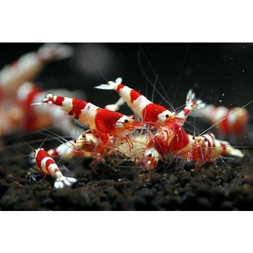 レッドビーシュリンプ　ミドルグレード（３０匹／１６mm前後）死着補償サービス＋３匹