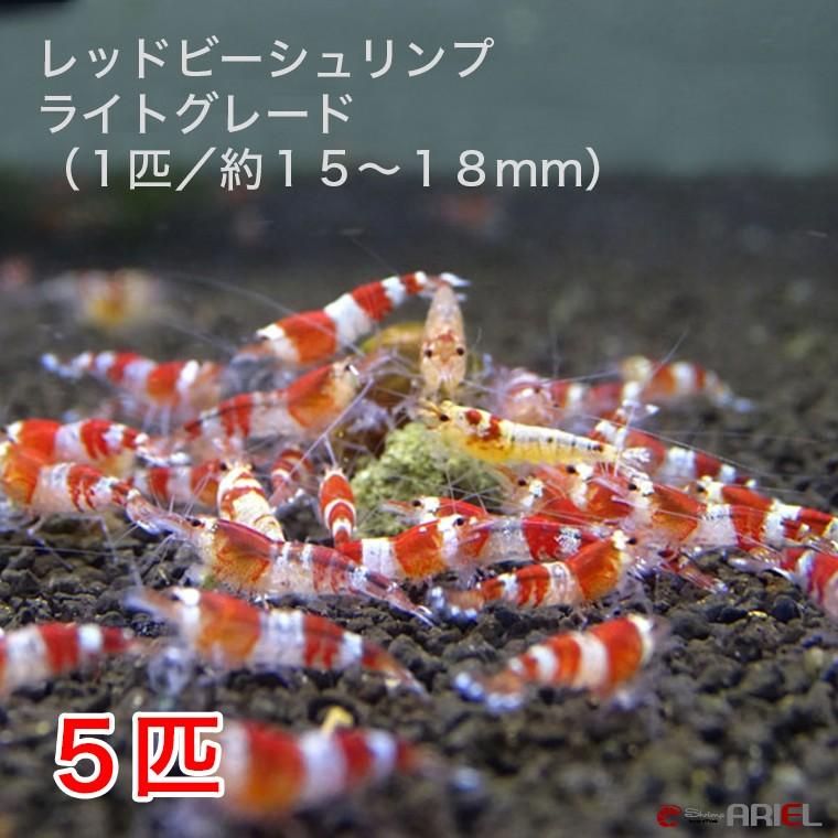 レッドビーシュリンプ ライトグレード ５匹 １３ １８mm前後 死着補償サービス １匹 Red15 05 シュリンプアリエルyahoo 店 通販 Yahoo ショッピング