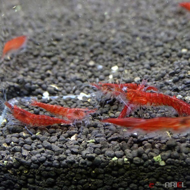 レッドチェリーシュリンプ ３０匹 １匹 １２ １５mm Redcherry503 シュリンプアリエルyahoo 店 通販 Yahoo ショッピング
