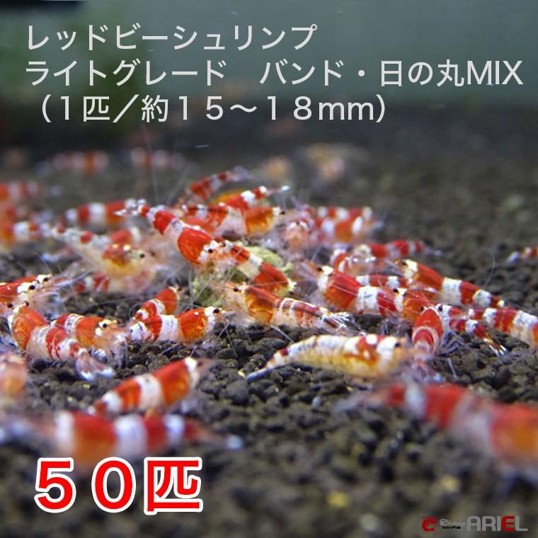 想像を超えての レッドビーシュリンプ ライトグレード バンド 日の丸mix ５０匹 １５ １８mm前後 死着補償サービス ５匹 お気にいる Cepici Gouv Ci
