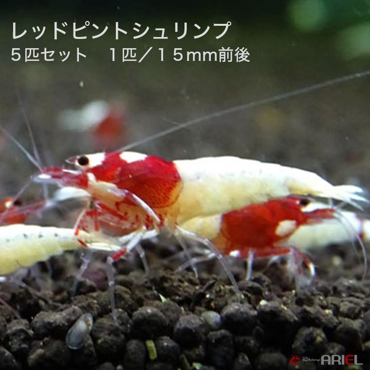 レッドピントシュリンプ　５匹（１匹／約１．５cm）｜shrimpariel