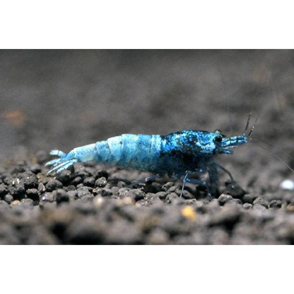ゼウスシュリンプ10匹とオマケ7〜10匹