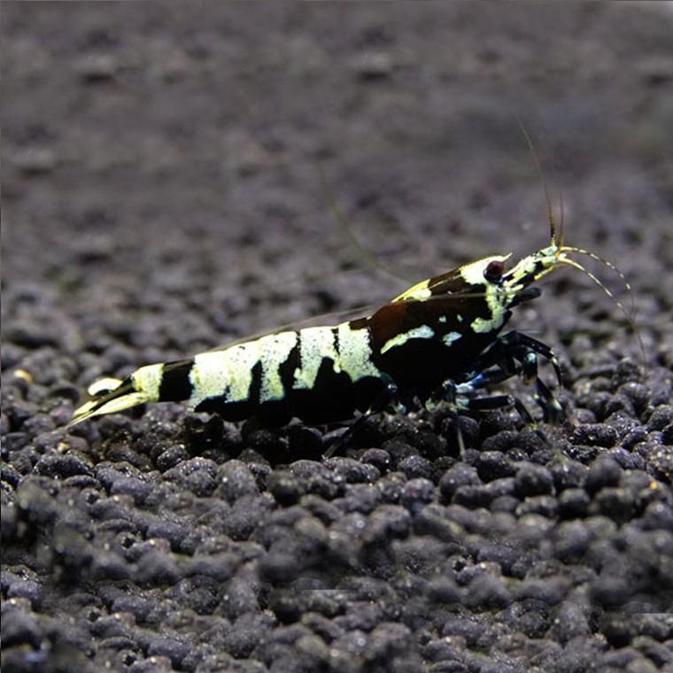 ゼウスシュリンプ ギャラクシー・ミルキー 1匹（1匹／約1．5cm 