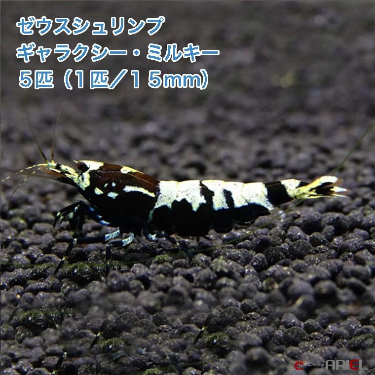 ゼウスシュリンプ ギャラクシー・ミルキー 5匹（1匹／約1．5cm 