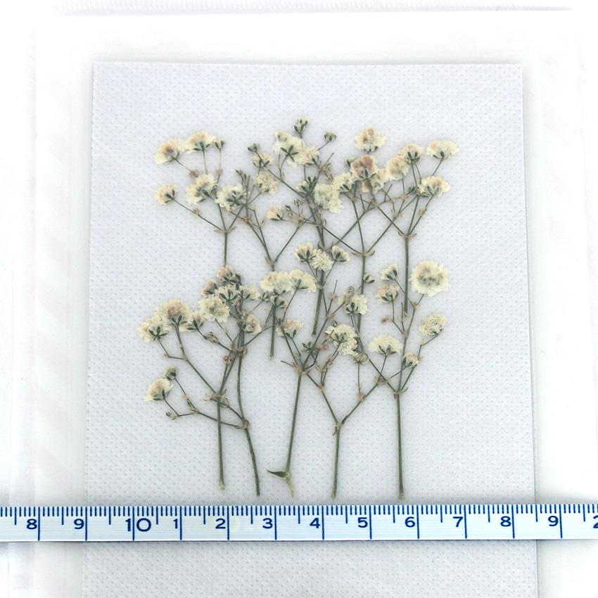 卓抜 Aplus 押し花パック かすみ草枝付 おしばな カスミソウ 白 ホワイト 枝 アプラス Pressed Flower ハンドメイド Spurs Sc