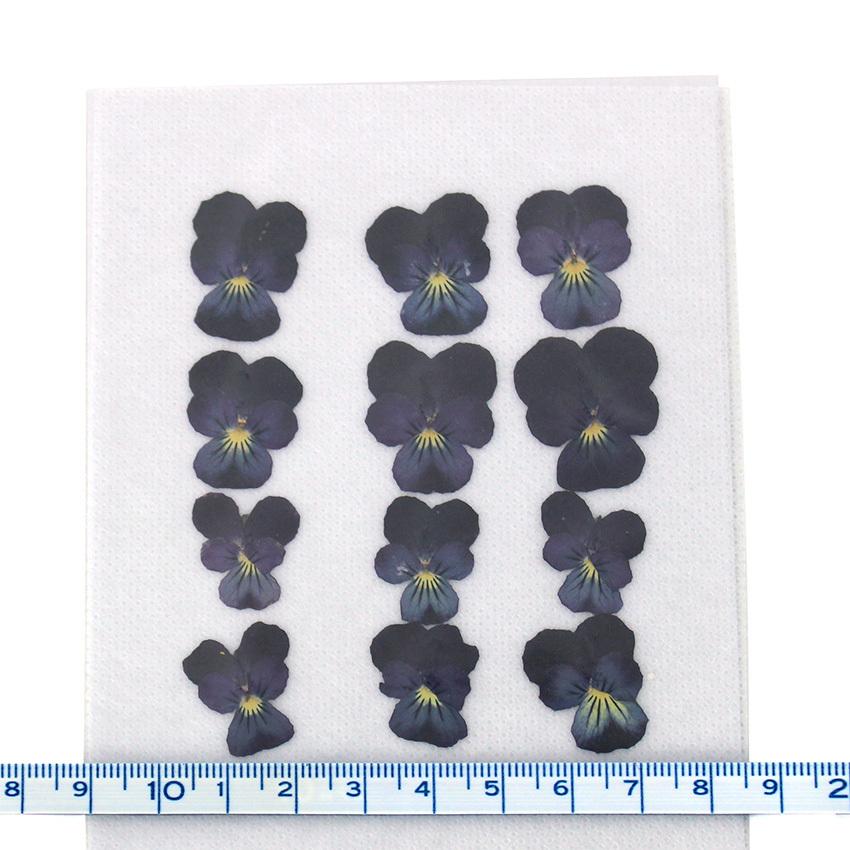 Aplus 押し花パック パンジー バイオレット おしばな 紫パンジー 小さい ビオラ ヴィオラ スミレ Pressed Flower ハンドメイド 手芸材料の通販シュゲールyahoo 店 通販 Yahoo ショッピング