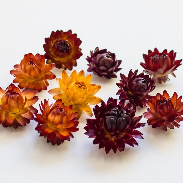 ブリザーブドフラワー 麦わら菊 5輪 プリザーブド フラワー 麦わら菊 花 ハーバリウム きく 母の日 ハンドメイド 手芸材料の通販シュゲールyahoo 店 通販 Yahoo ショッピング