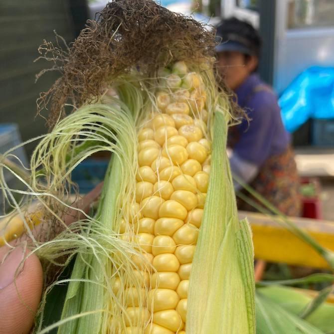 訳あり（先端不稔・虫食いなど）黄色とうもろこし20本Mサイズ8月下旬から発送【送料無料】｜shun-choku｜03