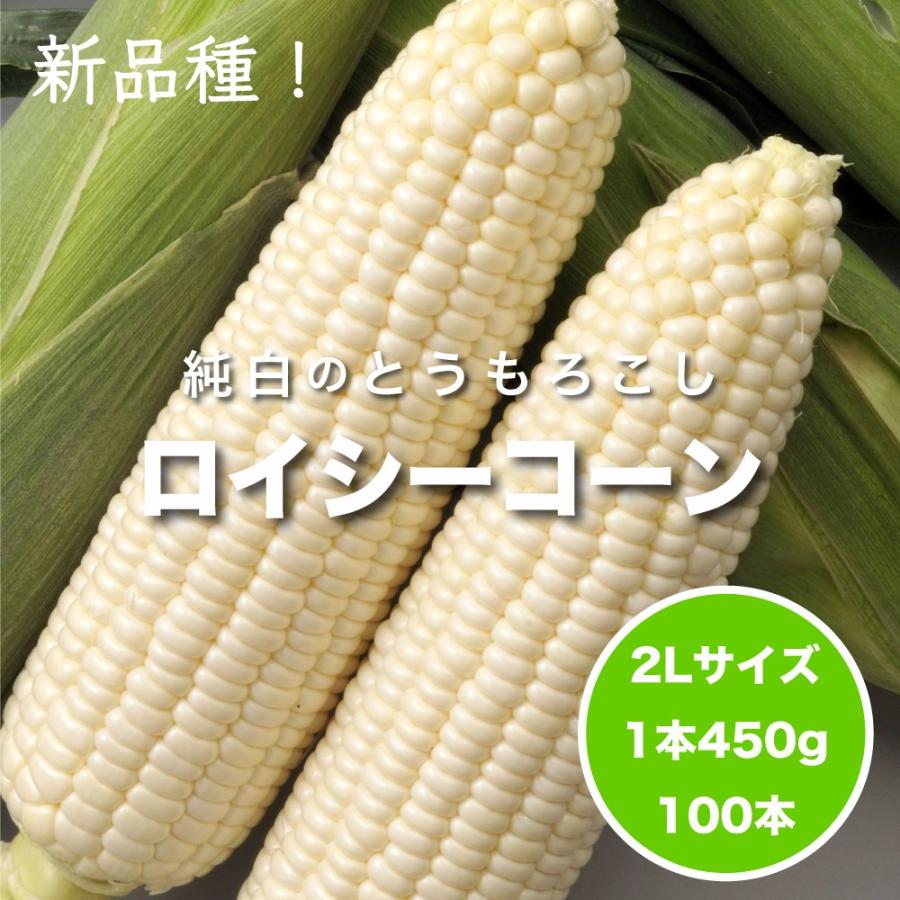 【予約受付中】8月から9月上旬頃発送しろいあま〜い約350~450gの特大とうもろこしロイシーコーン 100本【送料無料】北海道産朝収穫即日発送