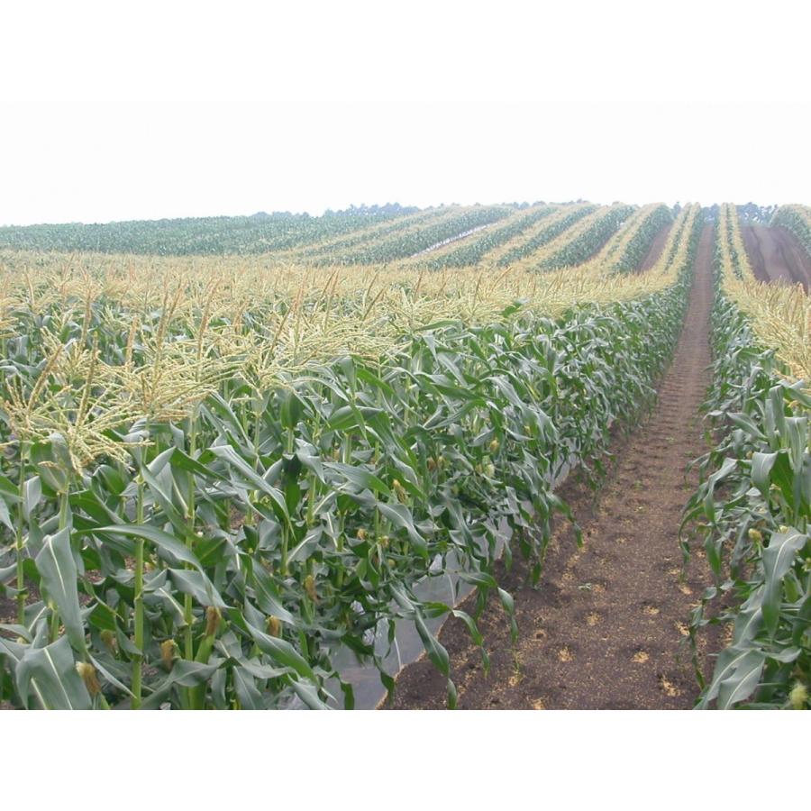 【即購入⭕️】 【予約受付中】8月から9月上旬頃発送しろいあま〜い約350~450gの特大とうもろこしロイシーコーン 100本【送料無料】北海道産朝収穫即日発送 【2744622097】(16573円)