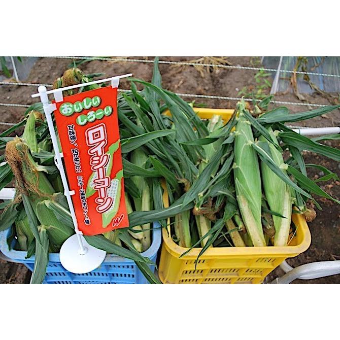 【即購入⭕️】 【予約受付中】8月から9月上旬頃発送しろいあま〜い約350~450gの特大とうもろこしロイシーコーン 100本【送料無料】北海道産朝収穫即日発送 【2744622097】(16573円)