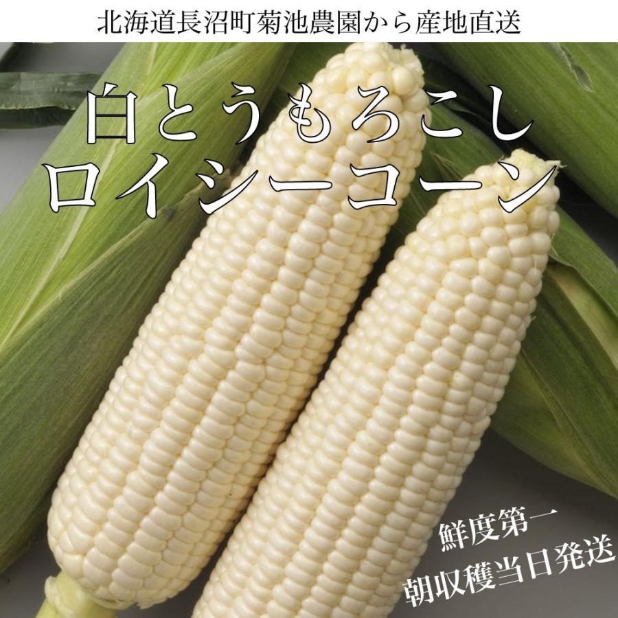 【即購入⭕️】 【予約受付中】8月から9月上旬頃発送しろいあま〜い約350~450gの特大とうもろこしロイシーコーン 100本【送料無料】北海道産朝収穫即日発送 【2744622097】(16573円)