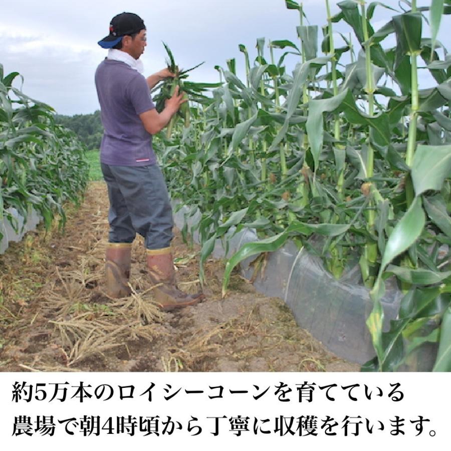 【即購入⭕️】 【予約受付中】8月から9月上旬頃発送しろいあま〜い約350~450gの特大とうもろこしロイシーコーン 100本【送料無料】北海道産朝収穫即日発送 【2744622097】(16573円)