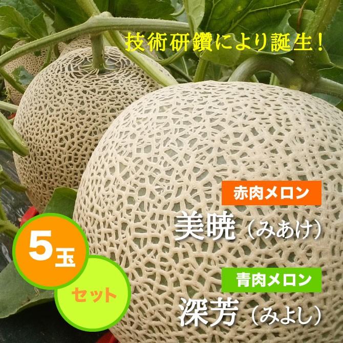 2026年終了】メロン5玉北海道三笠から産地直送(美暁・深芳）【送料無料