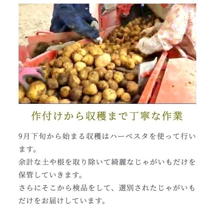 正規品タワラマゼラン10キロ北海道剣淵町産じゃがいも134329470036-N