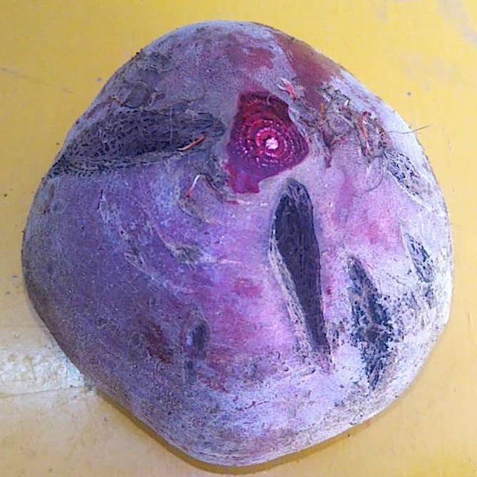 売切れ 訳あり赤色ビーツデトロイト10kg北海道剣淵町産 送料無料 正規品