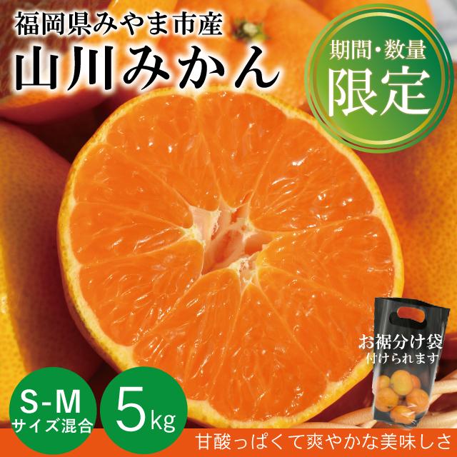 期間限定・在庫限り】山川みかん 5kg S-Mサイズ混合 福岡県産 みやま市