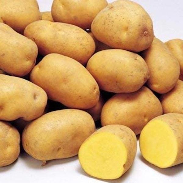 北海道産 幻のじゃがいも インカのめざめ 箱込み約5キロ弱|shunsaiya-store|03