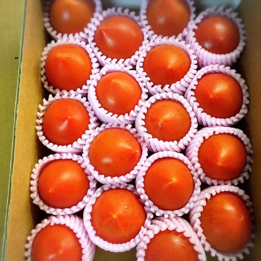 一度は食べてほしい！！北の極 スーパーフルーツトマト 送料無料 トマト