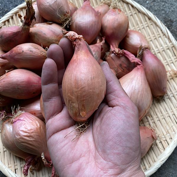 オーストラリア産 エシャロット 箱込み1.1キロ 送料無料 : 旬菜家