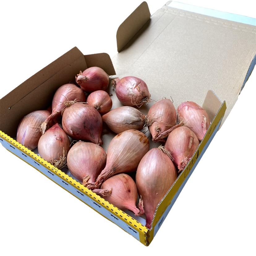 オーストラリア産 エシャロット 箱込み1.1キロ 送料無料 : 旬菜家