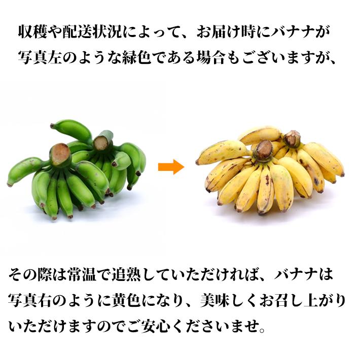 全国送料無料】沖縄県産バナナ グロスミッチェル【幻のバナナ】4kg