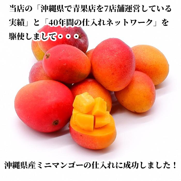 【送料無料・即発送可】沖縄県産ミニマンゴー2kg　新鮮直送_2