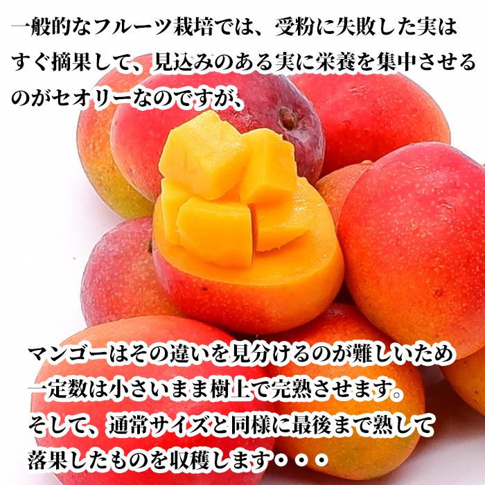 【送料無料・即発送可】沖縄県産ミニマンゴー2kg　新鮮直送_3