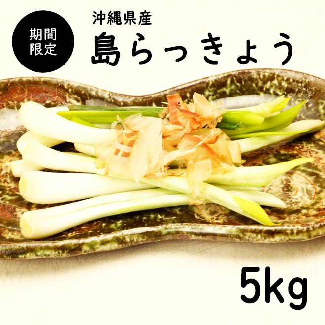 沖縄県産島らっきょ　5キロ 沖縄県産島らっきょう 5kg 食べ方説明書付き 新鮮直送 : 沖縄琉堂