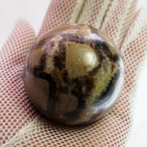 セプタリアン 卵 www.pegasusforkids.com