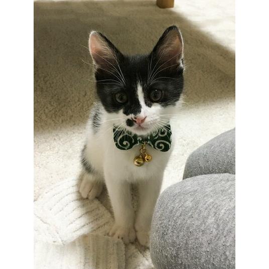 猫 首輪 子猫 セーフティバックル 鈴付 唐草 エリ 襟 からくさ