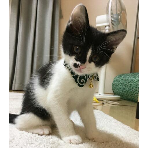 猫 首輪 子猫 セーフティバックル 鈴付 唐草 エリ 襟 からくさ
