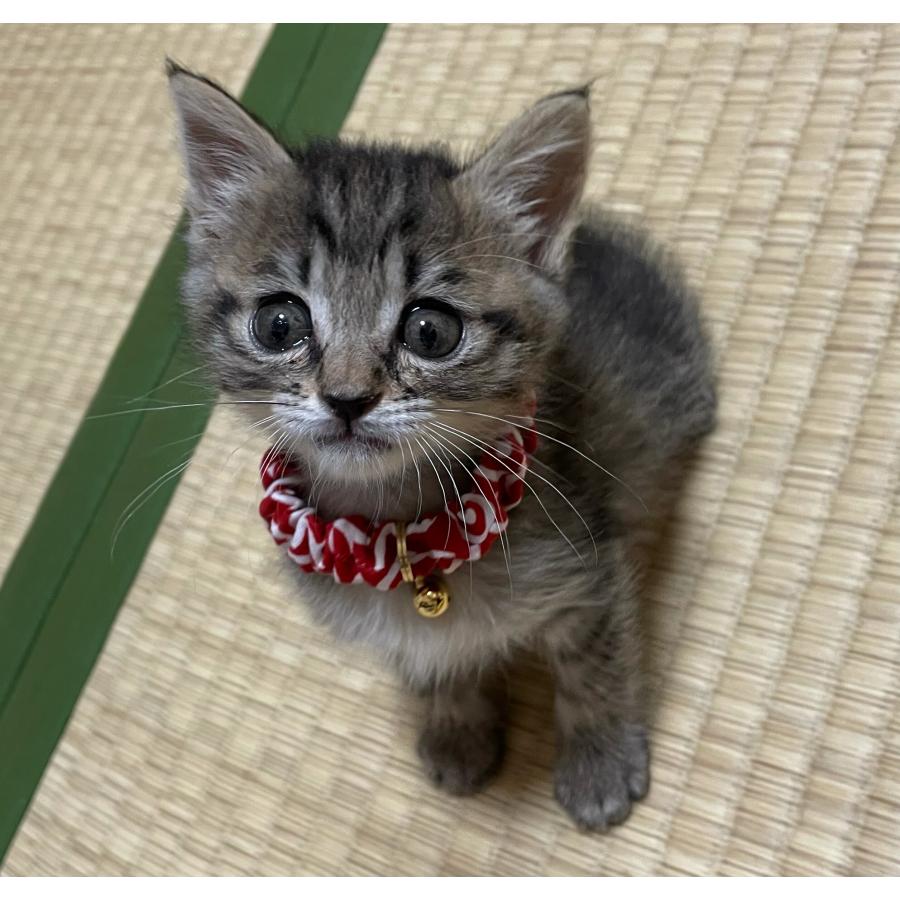 猫 首輪 シュシュ 唐草 子猫 鈴 安全 セーフティ 和柄 コットン ハゲ
