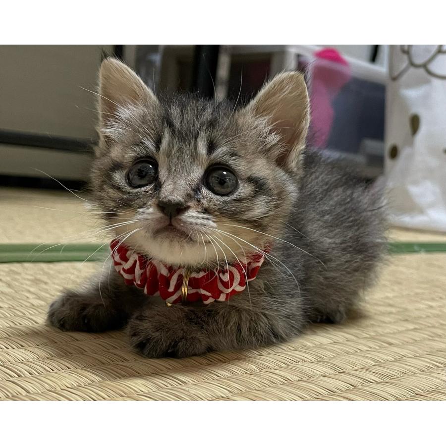 猫 首輪 シュシュ 唐草 子猫 鈴 安全 セーフティ 和柄 コットン ハゲ
