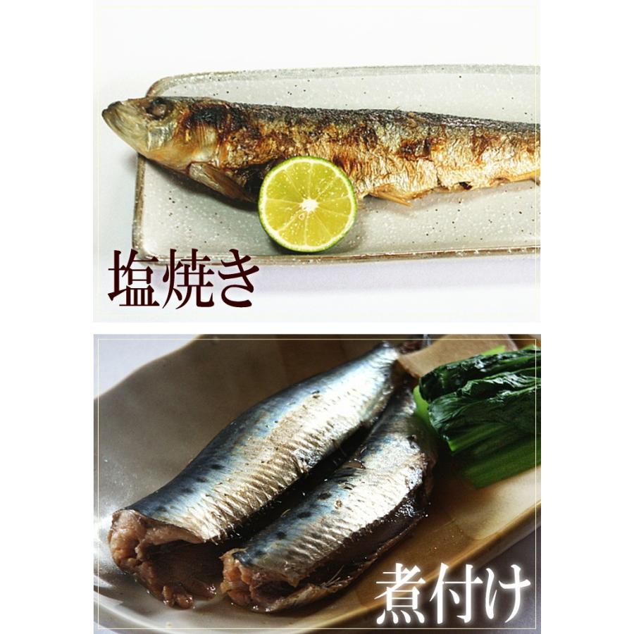 いわし イワシ 鰯 青森 八戸 1kg 急速冷凍でお刺身でも 送料無料 サイズ不選別 Sc Y Ariw1000 Y 産直グルメ しいあすねっと 通販 Yahoo ショッピング