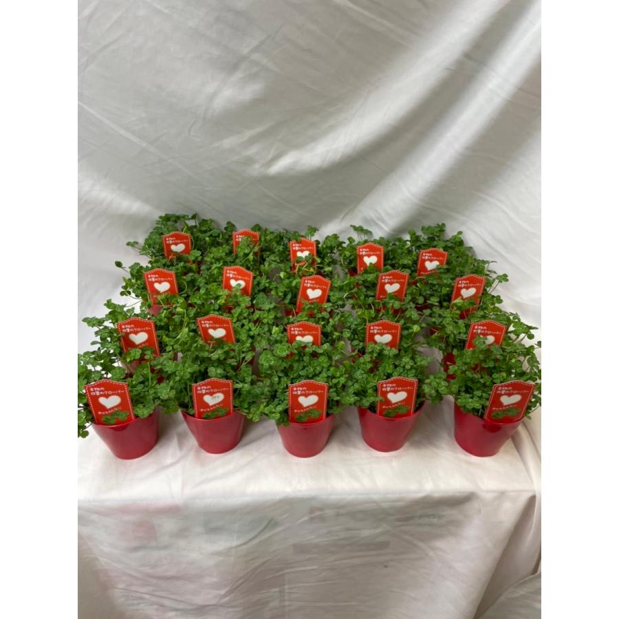 四つ葉のクローバー 20鉢 グランドカバー 3.5寸 苗 鉢植え 新作商品 四つ葉 シロツメグサ 【オープニング大セール】 の クローバー 幸せ