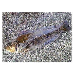 アブラコ 油子 半身 5kg 11 15枚 北海道産 アイナメ Aburako1 旬をお取り寄せ 北海道四季工房 通販 Yahoo ショッピング