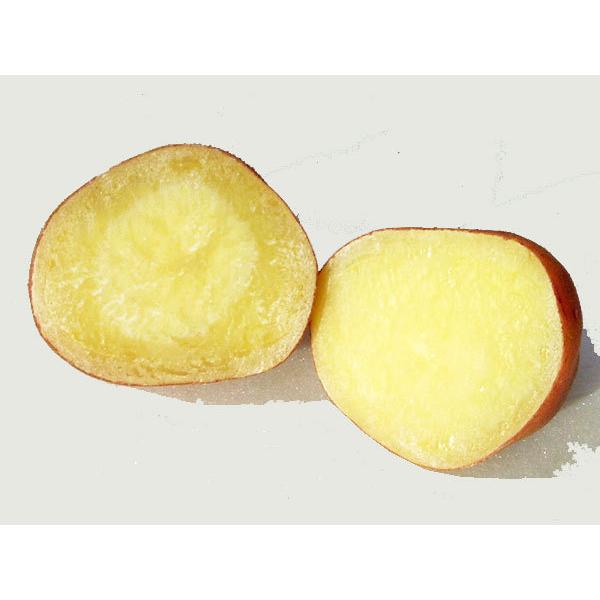 あかね風 （M〜Lサイズ混）5Kg 北海道産 じゃがいも 出荷時期 10〜4