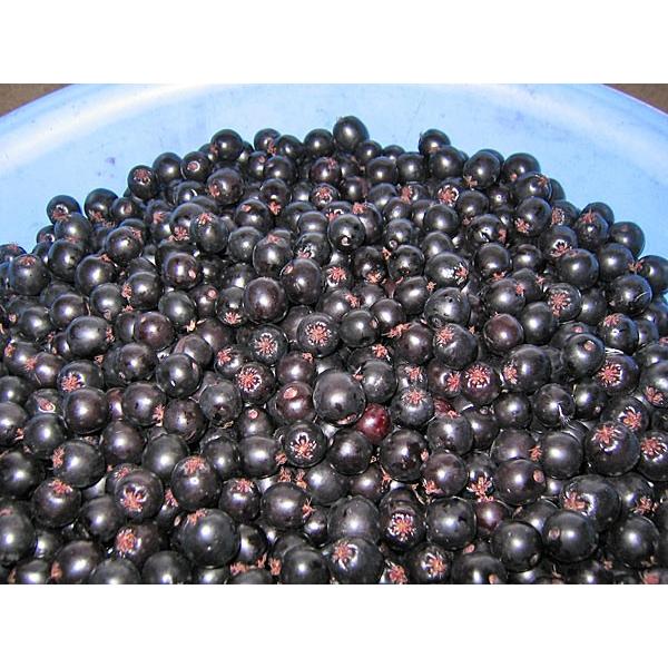 アロニア（冷凍果実）3kg 北海道産【9月上旬出荷開始】 : 旬をお