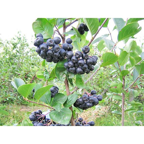 アロニア（冷凍果実）2Kg 北海道産【9月上旬出荷開始】 : 旬をお