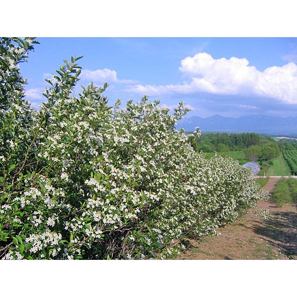 アロニア（冷凍果実）2Kg 北海道産【9月上旬出荷開始】 : 旬をお