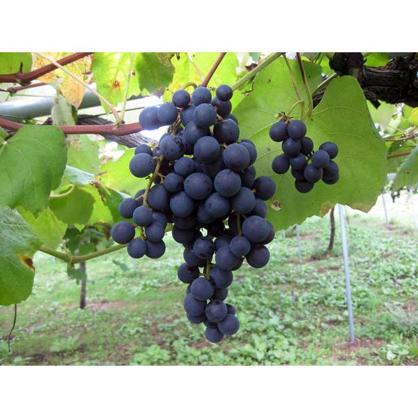 キャンベル（黒ぶどう）4Kg（10房前後）(2kg×2箱) 北海道産 出荷時期